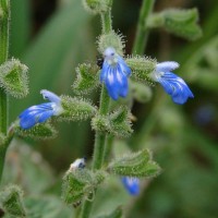 Salvia misella Kunth